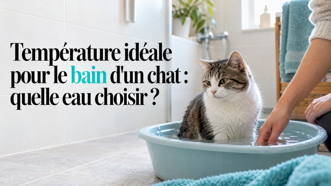 Chat en train de se baigner dans une eau tiède
